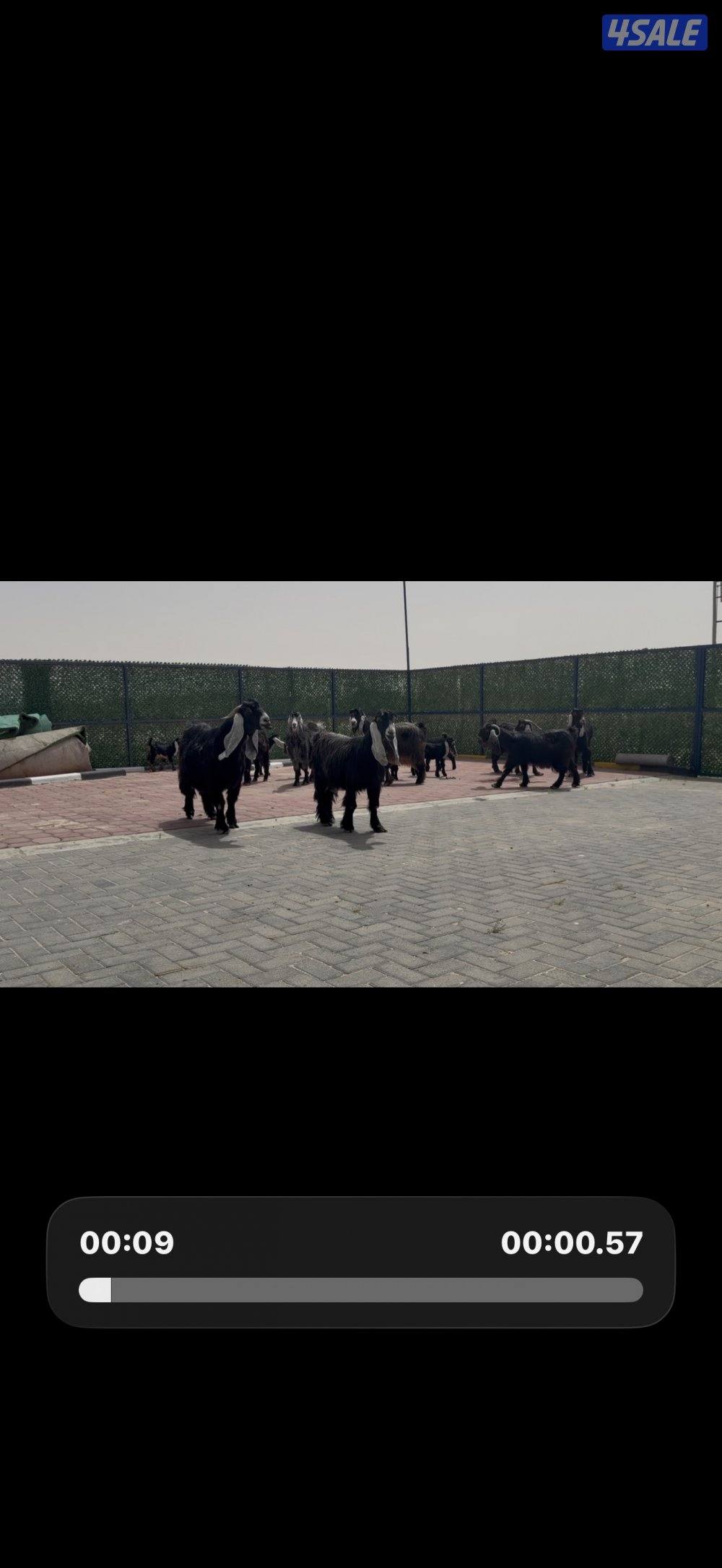 معزا ربش العداد 8 فيها 4 مطافيل تحتهم 7 فيها 3 متاويم واربع سونار1