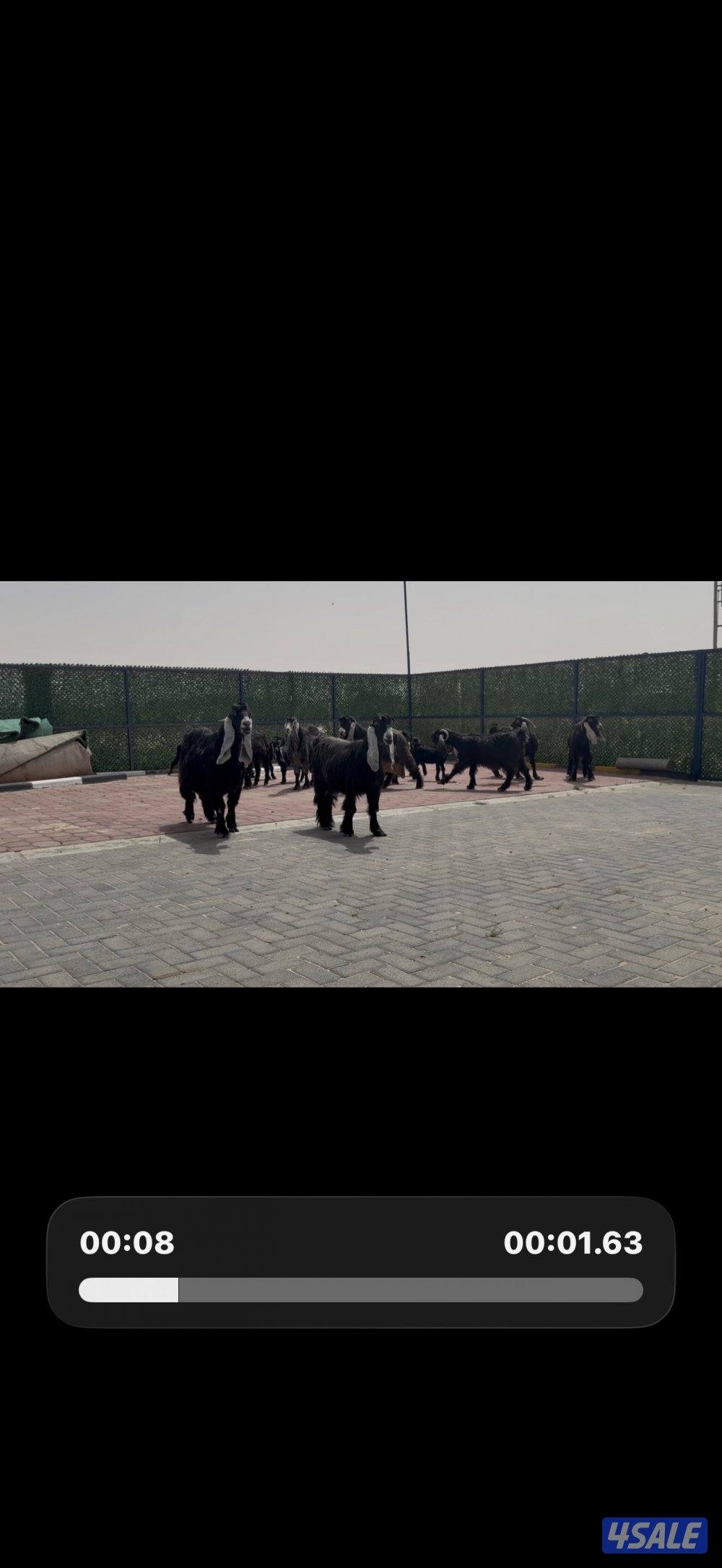 معزا ربش العداد 8 فيها 4 مطافيل تحتهم 7 فيها 3 متاويم واربع سونار2