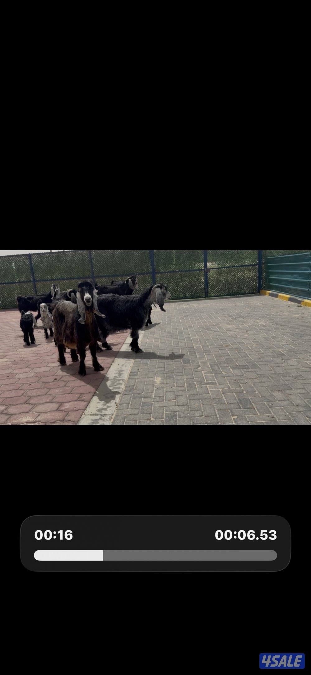 معزا ربش العداد 8 فيها 4 مطافيل تحتهم 7 فيها 3 متاويم واربع سونار3