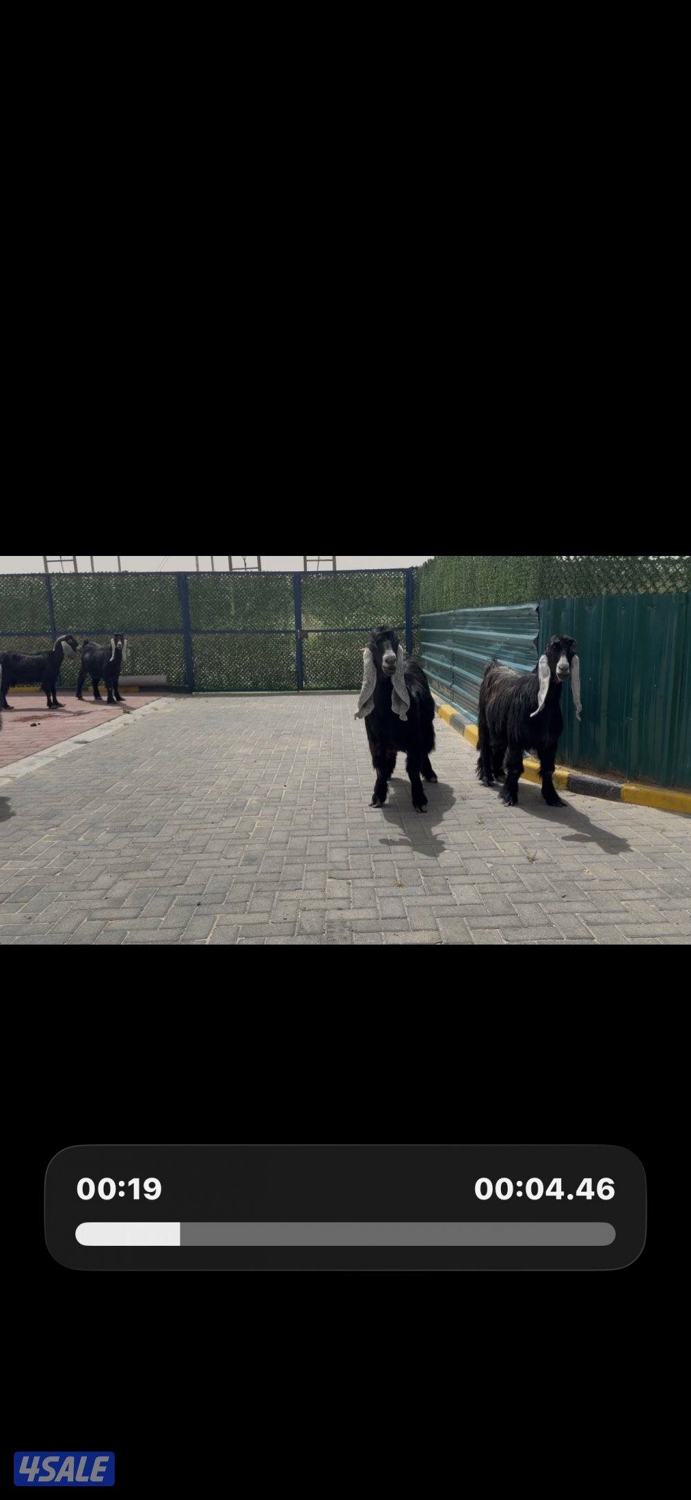 معزا ربش العداد 8 فيها 4 مطافيل تحتهم 7 فيها 3 متاويم واربع سونار4