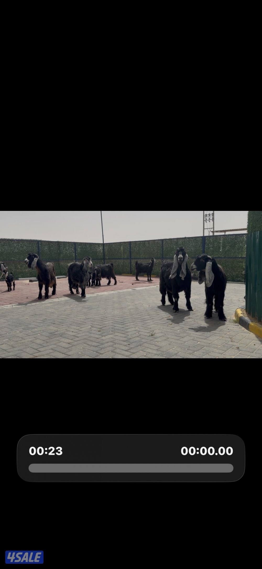 معزا ربش العداد 8 فيها 4 مطافيل تحتهم 7 فيها 3 متاويم واربع سونار5