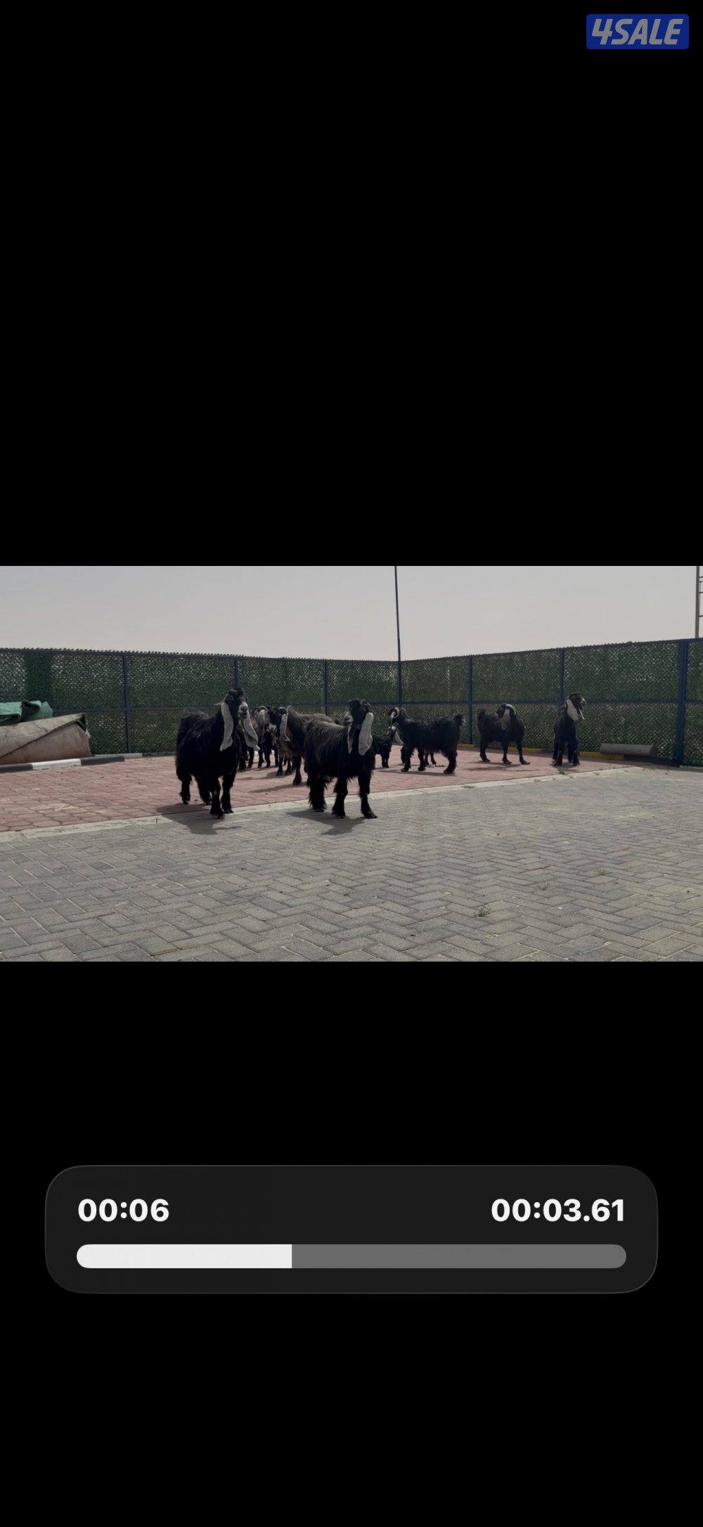 معزا ربش العداد 8 فيها 4 مطافيل تحتهم 7 فيها 3 متاويم واربع سونار6