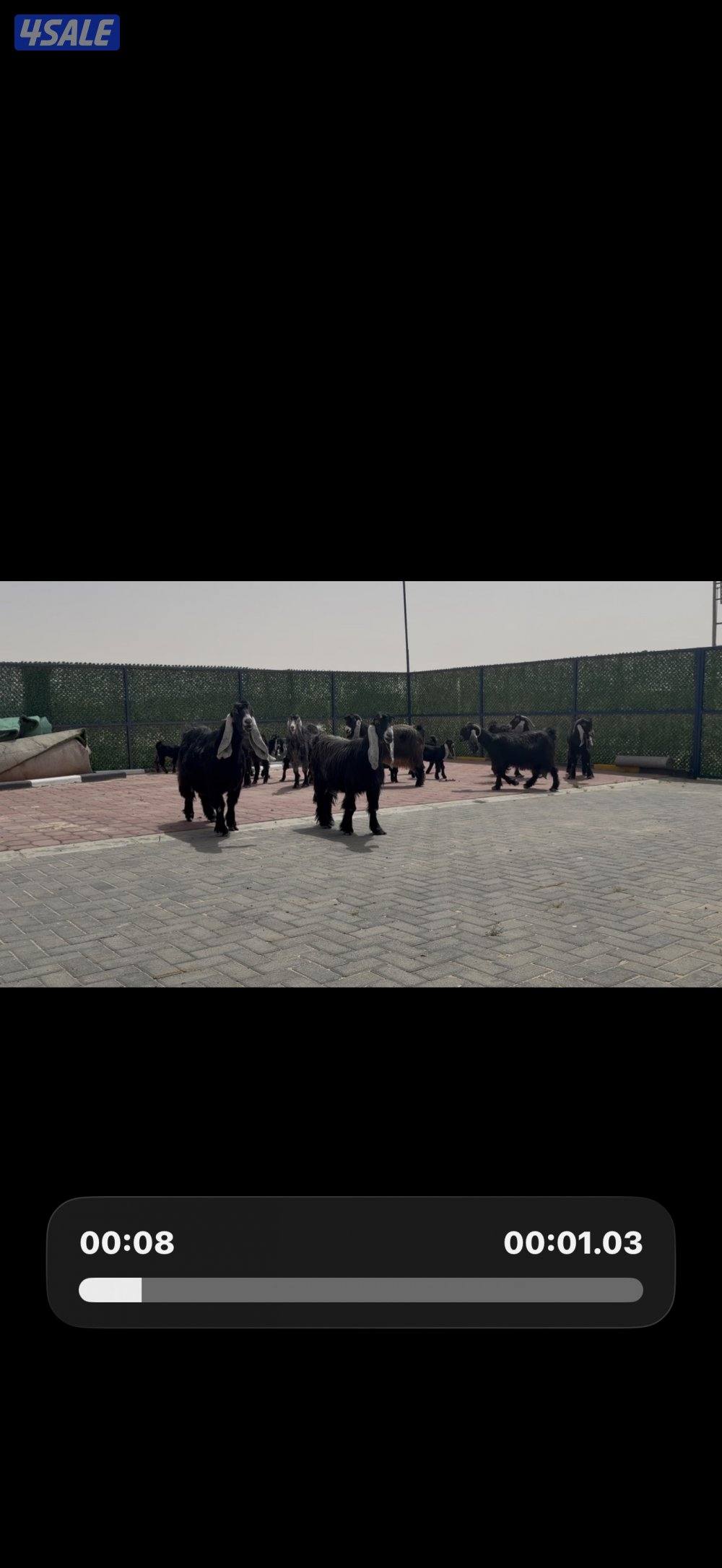 معزا ربش العداد 8 فيها 4 مطافيل تحتهم 7 فيها 3 متاويم واربع سونار7