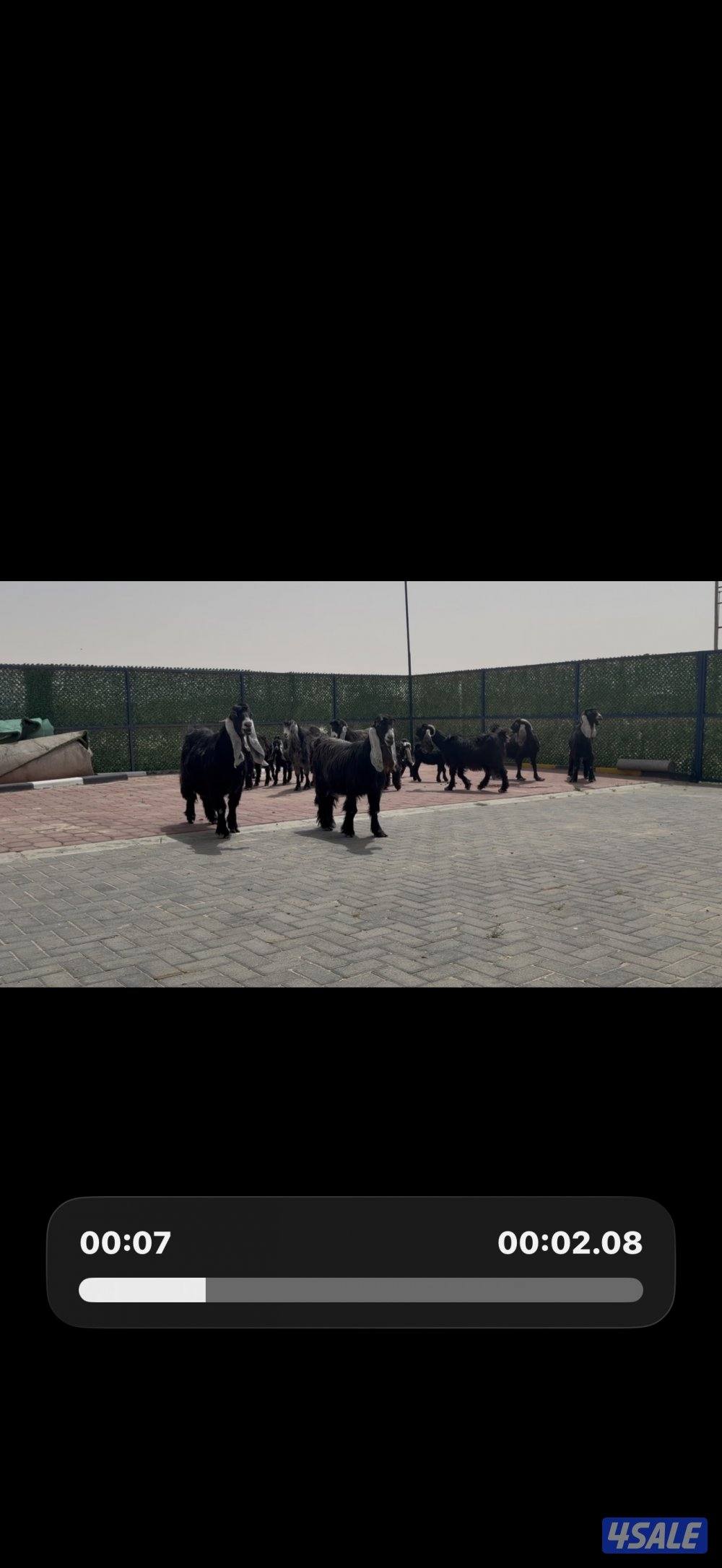 معزا ربش العداد 8 فيها 4 مطافيل تحتهم 7 فيها 3 متاويم واربع سونار8