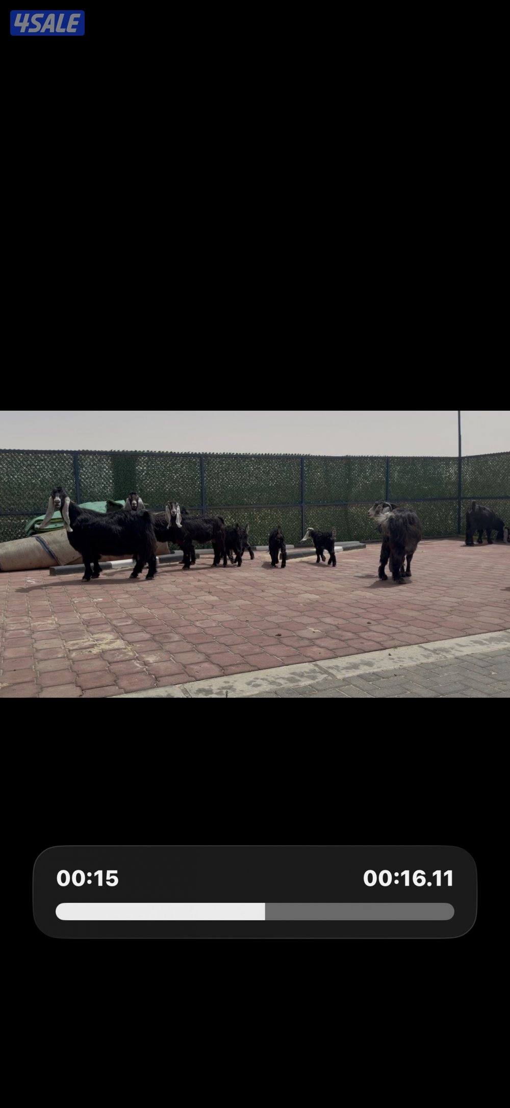 معزا ربش العداد 8 فيها 4 مطافيل تحتهم 7 فيها 3 متاويم واربع سونار9