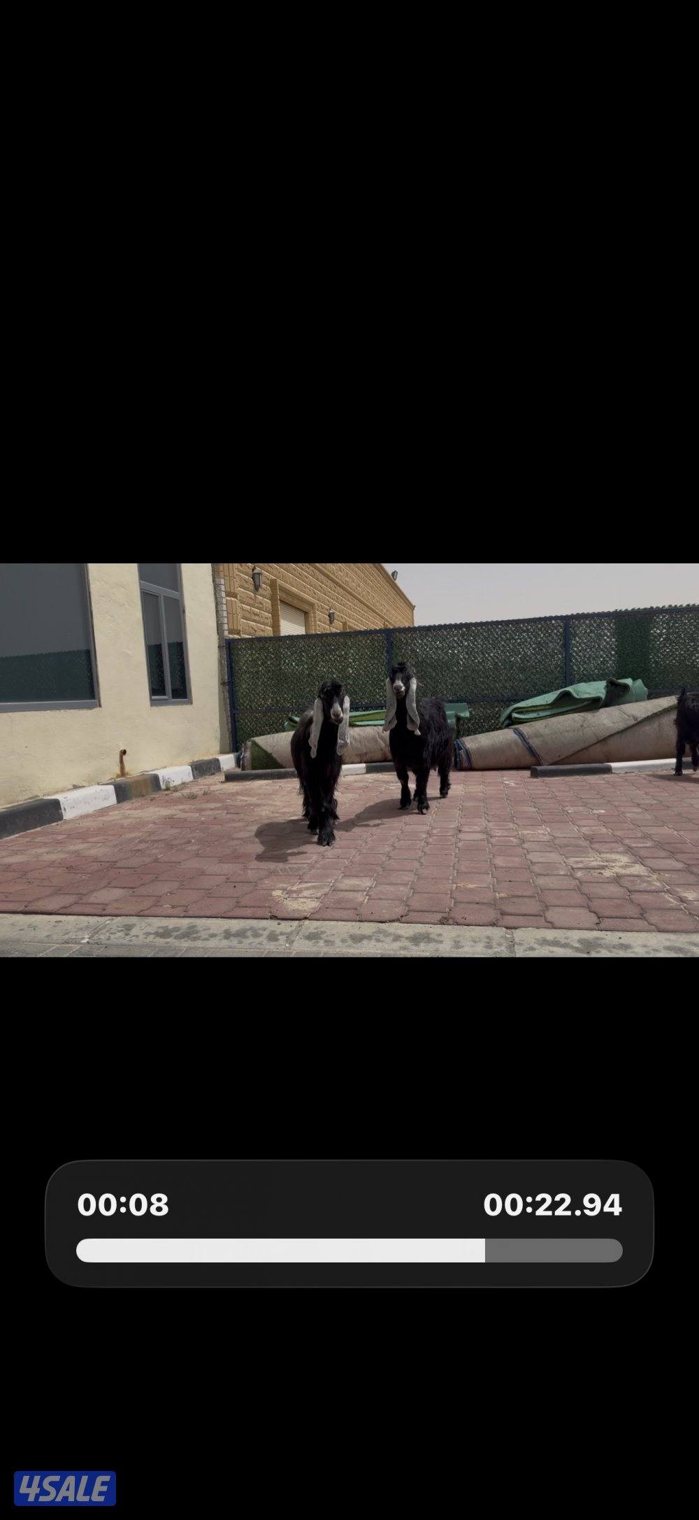 معزا ربش العداد 8 فيها 4 مطافيل تحتهم 7 فيها 3 متاويم واربع سونار10