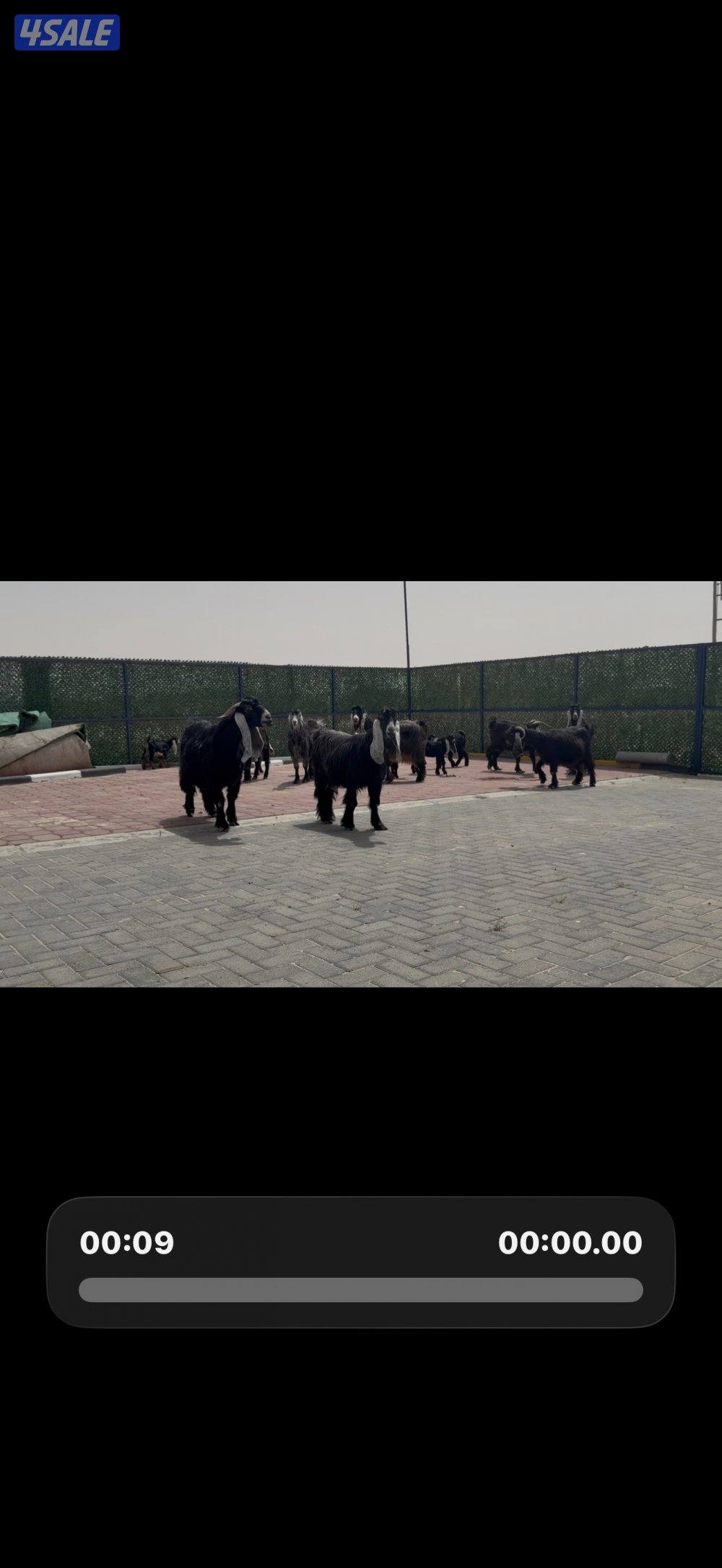 معزا ربش العداد 8 فيها 4 مطافيل تحتهم 7 فيها 3 متاويم واربع سونار11