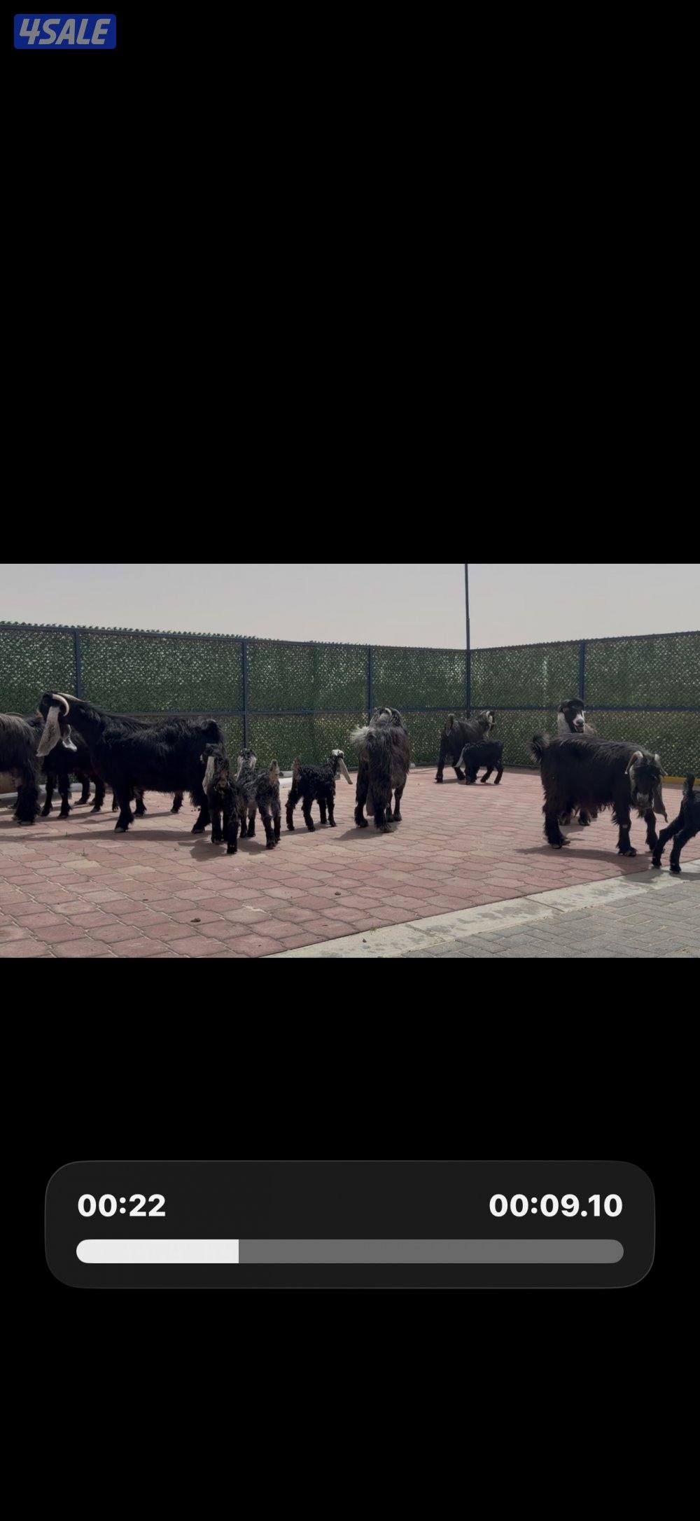 معزا ربش العداد 8 فيها 4 مطافيل تحتهم 7 فيها 3 متاويم واربع سونار12