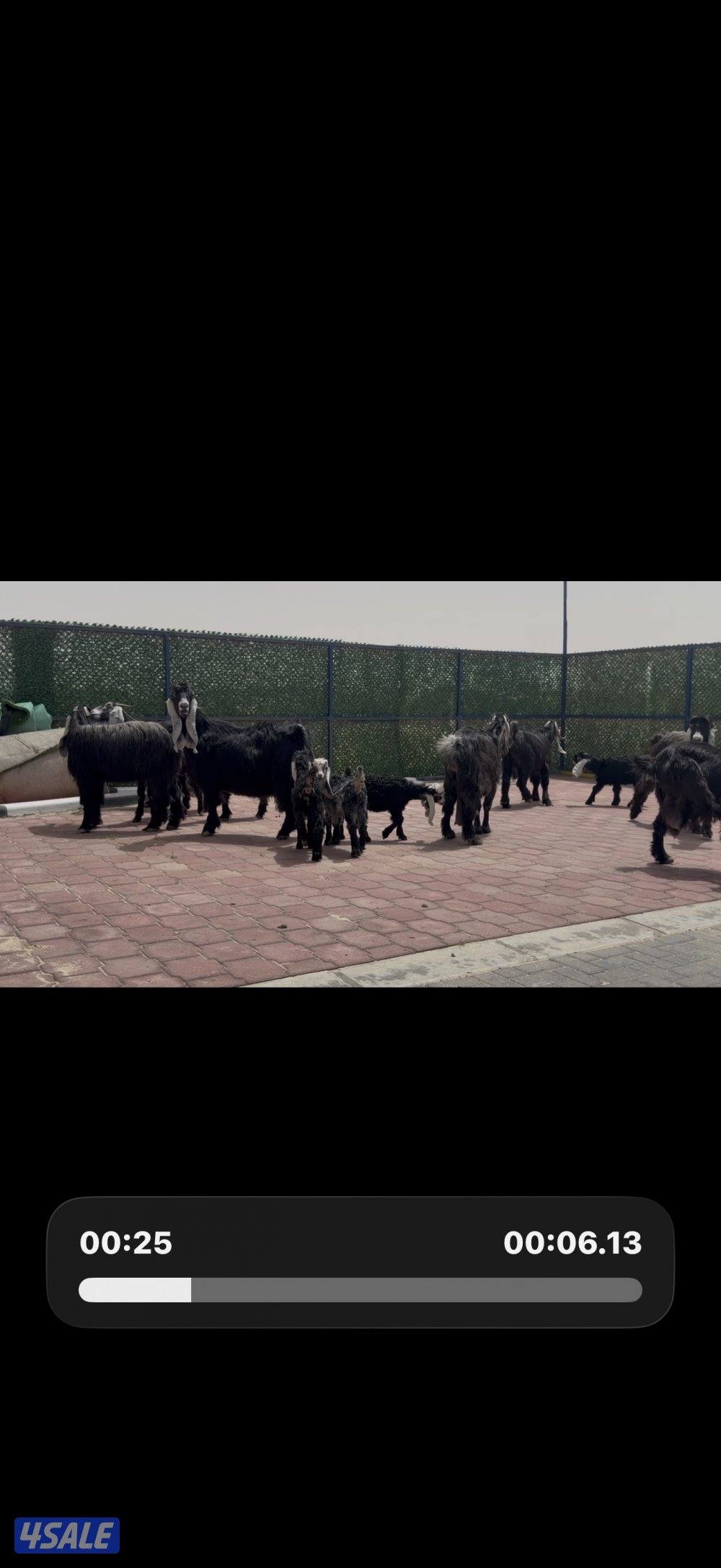 معزا ربش العداد 8 فيها 4 مطافيل تحتهم 7 فيها 3 متاويم واربع سونار14