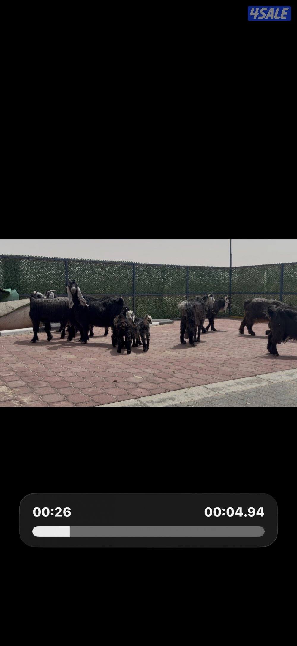 معزا ربش العداد 8 فيها 4 مطافيل تحتهم 7 فيها 3 متاويم واربع سونار13