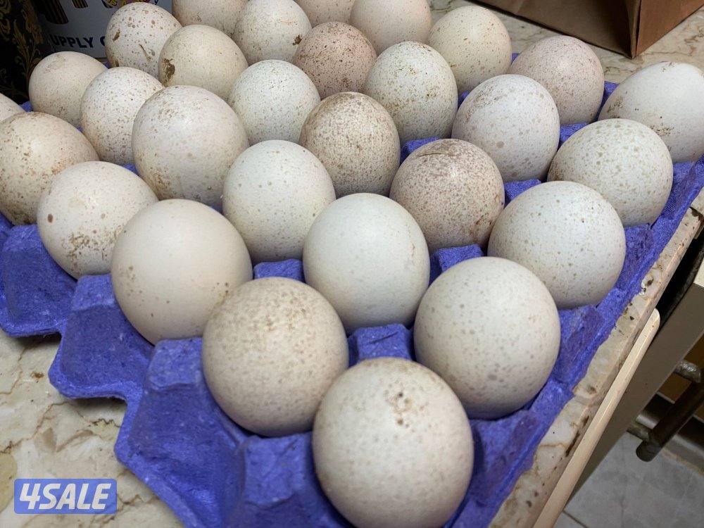 اطباق بيض بط مصري مسكوفي و رومي1