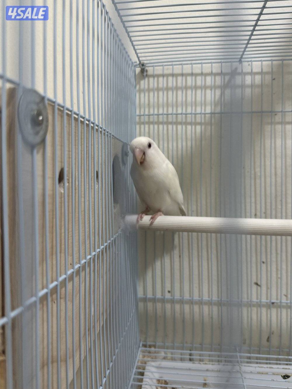 للبيع زوج لوف بيرد ألبينو مع فرخين يصلحون للتربية والإنتاج سعر 601