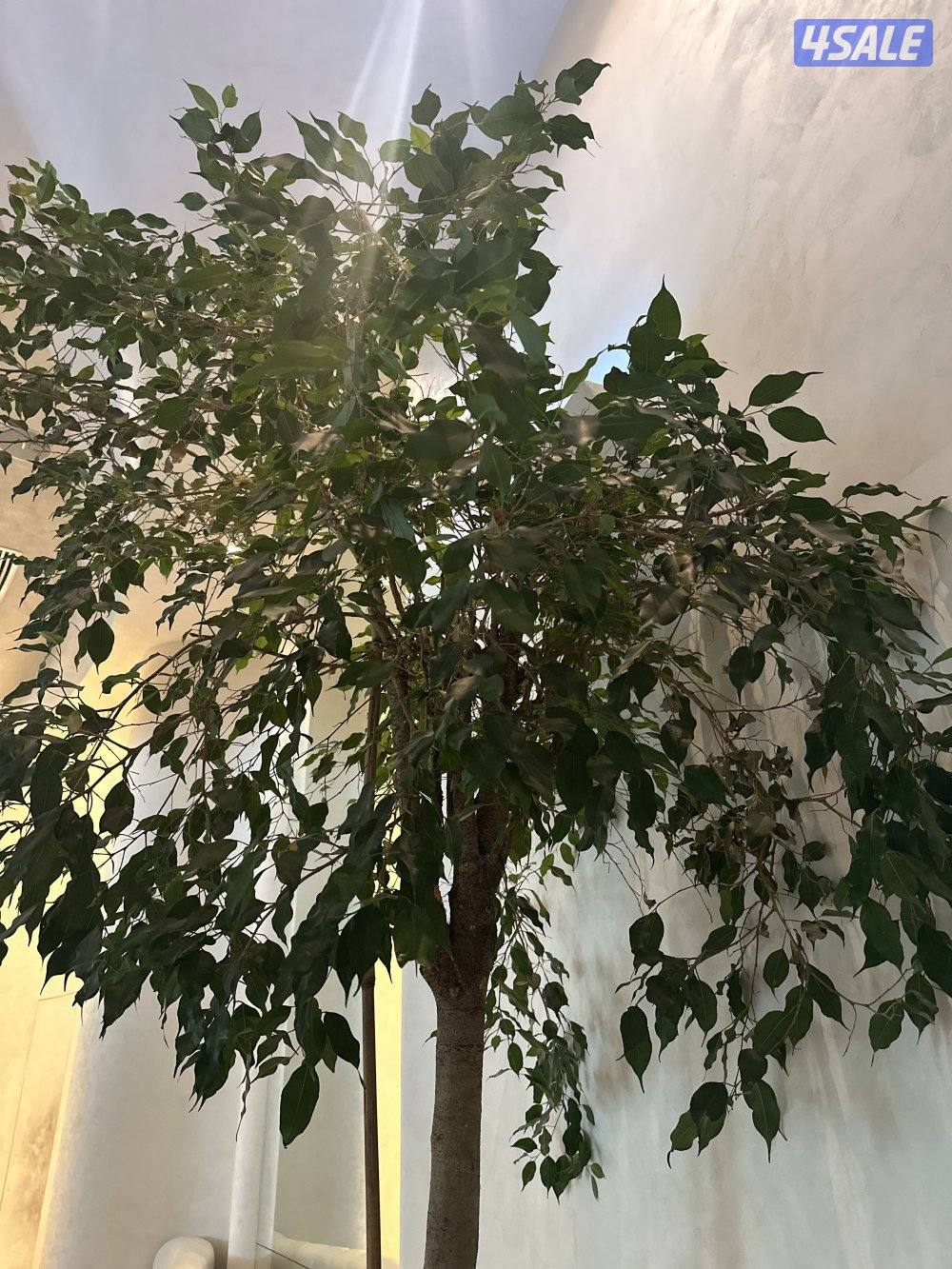 مطلوب مندوب و محصل ايجارات لشركة عقارية0