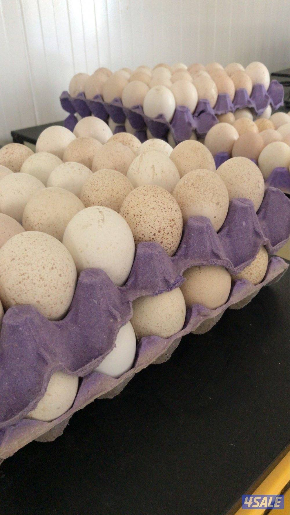 للبيع بيض رومي0