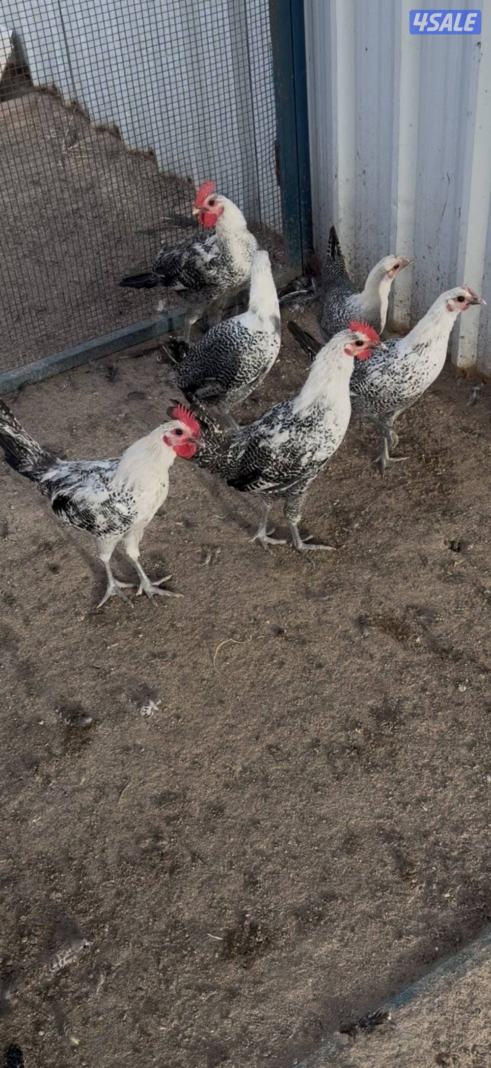 دجاج فيومي بيعه سريعه صحة ممتازه0