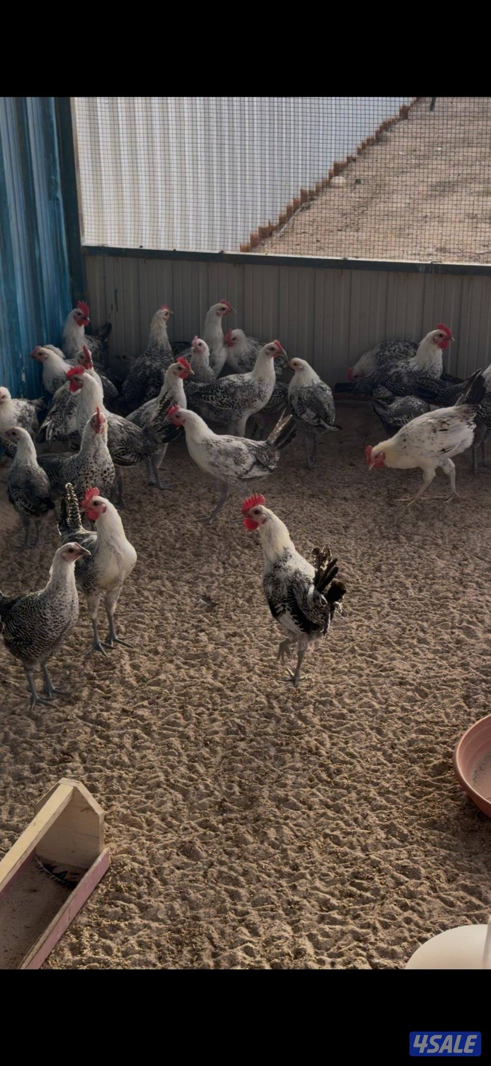 دجاج فيومي بيعه سريعه صحة ممتازه1