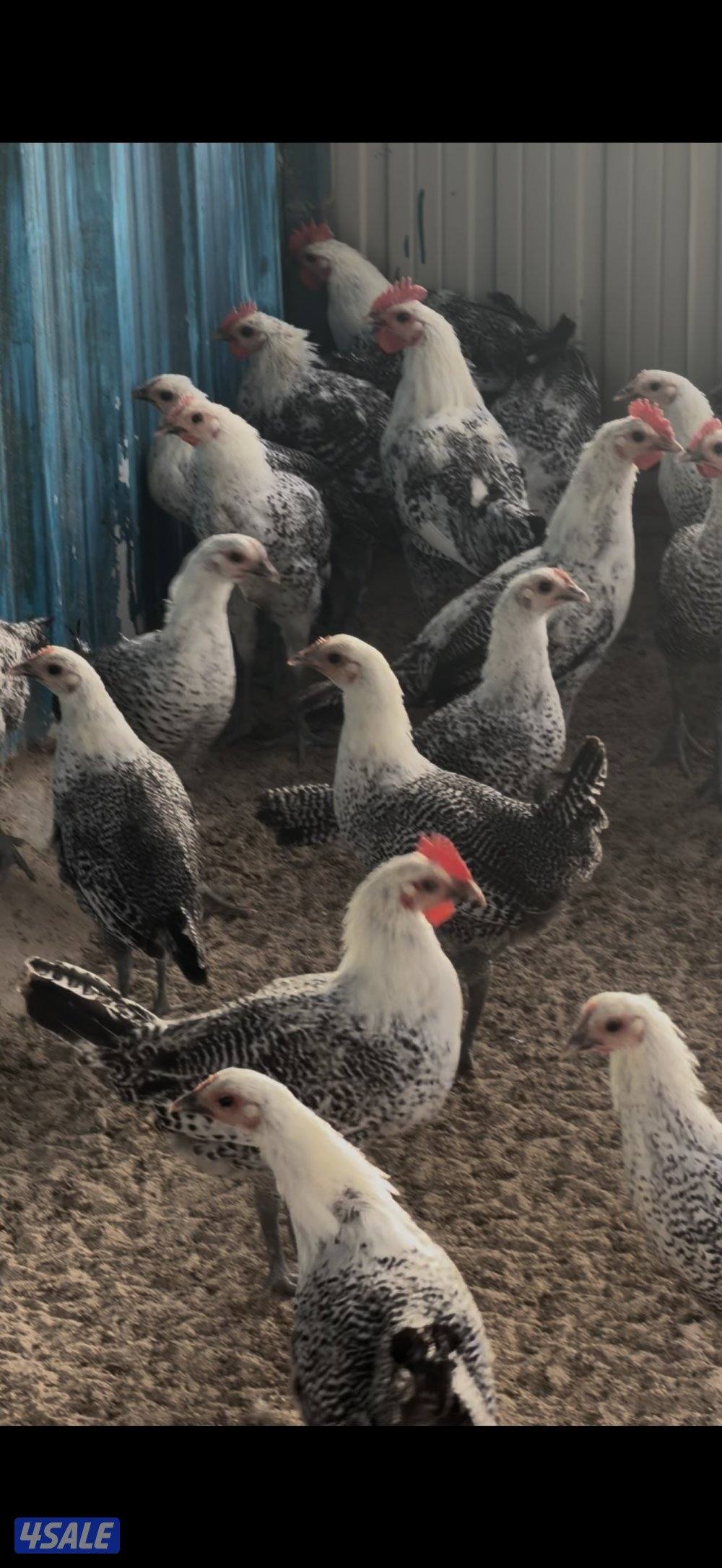 دجاج فيومي بيعه سريعه صحة ممتازه2