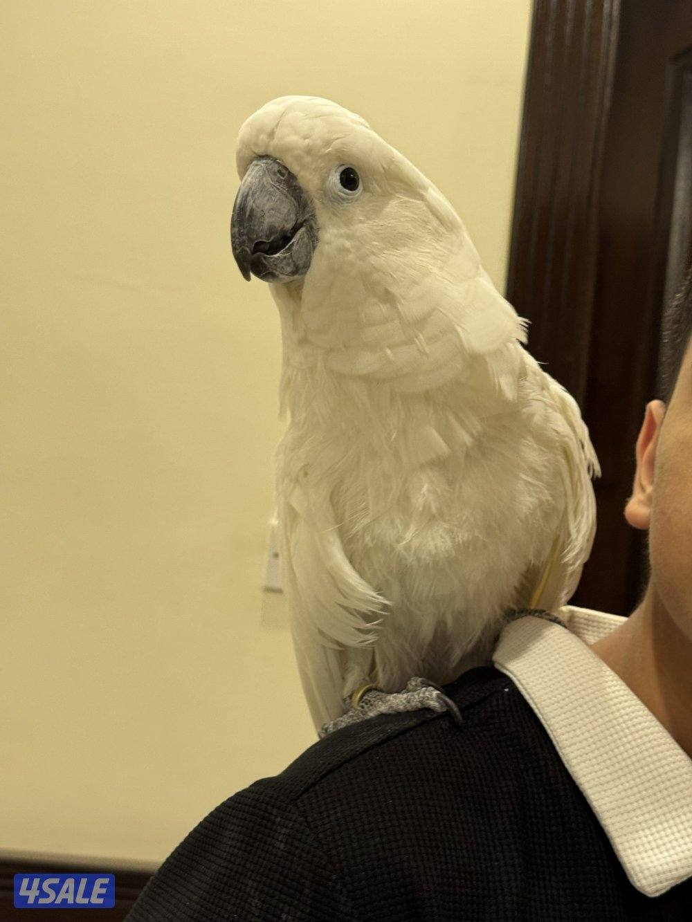 كوكاتووو امبريلا0