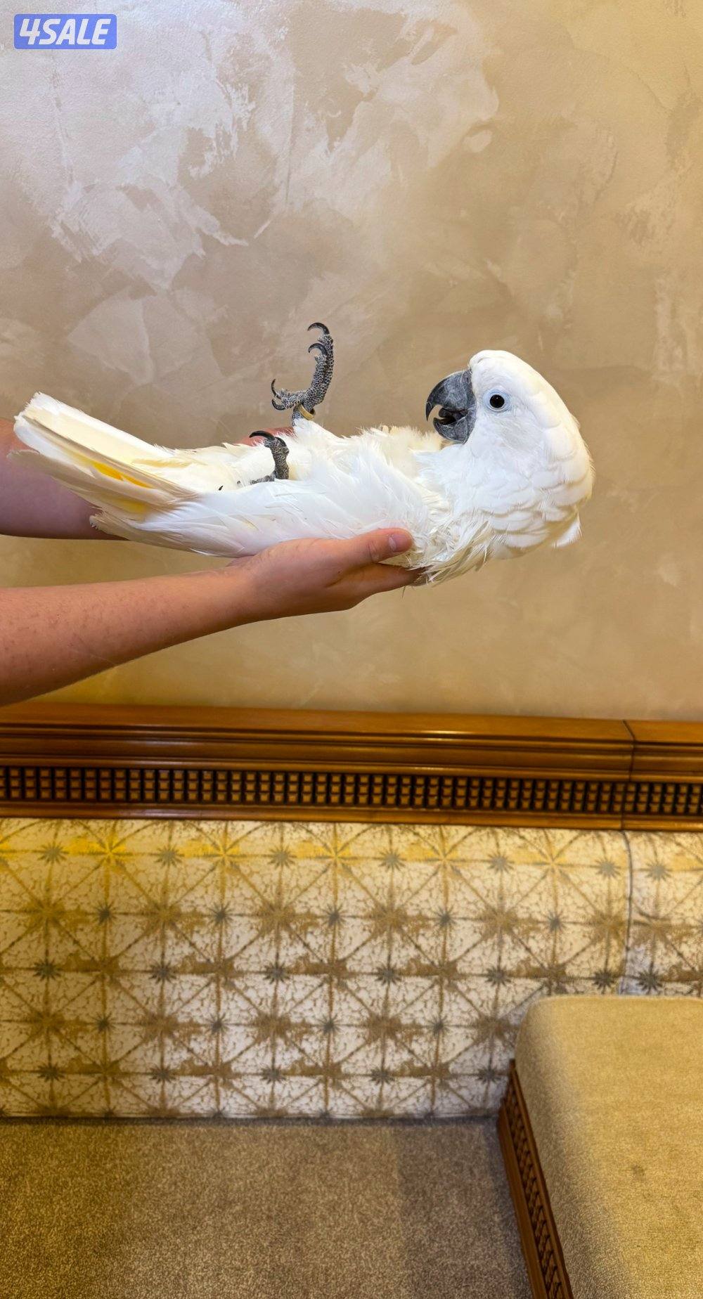 كوكاتووو امبريلا1