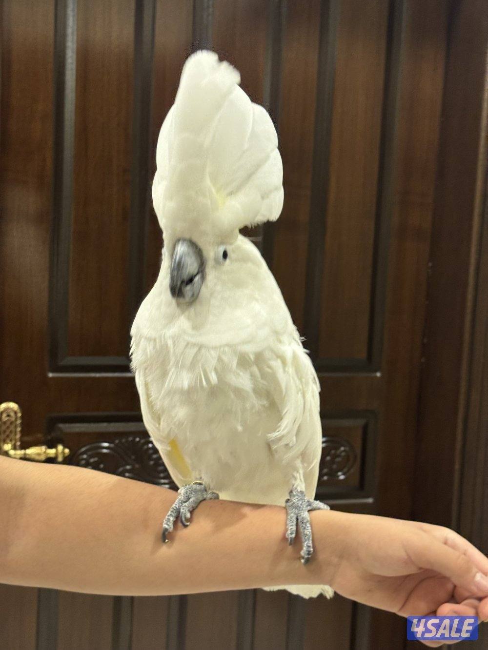 كوكاتووو امبريلا2