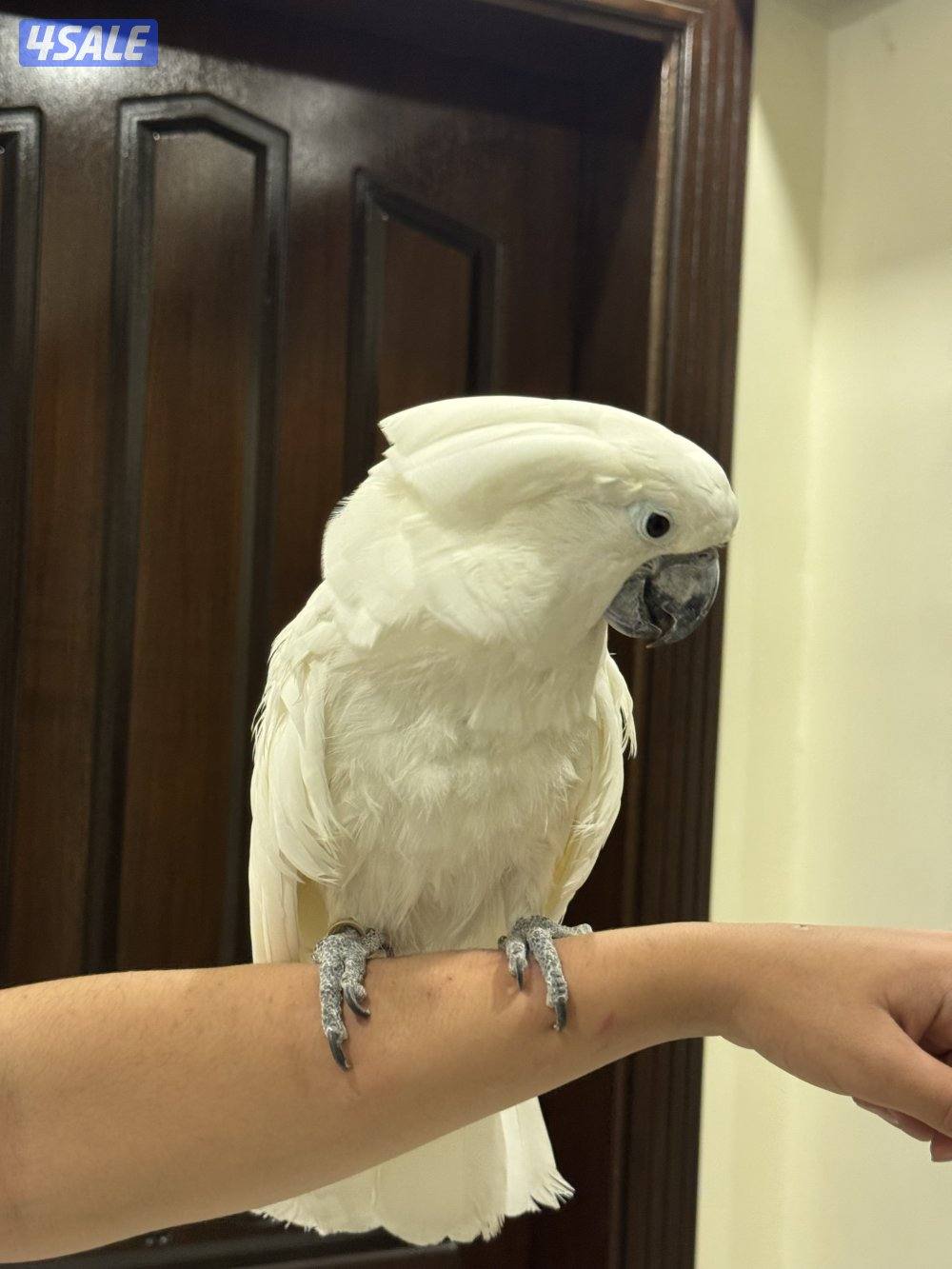 كوكاتووو امبريلا3