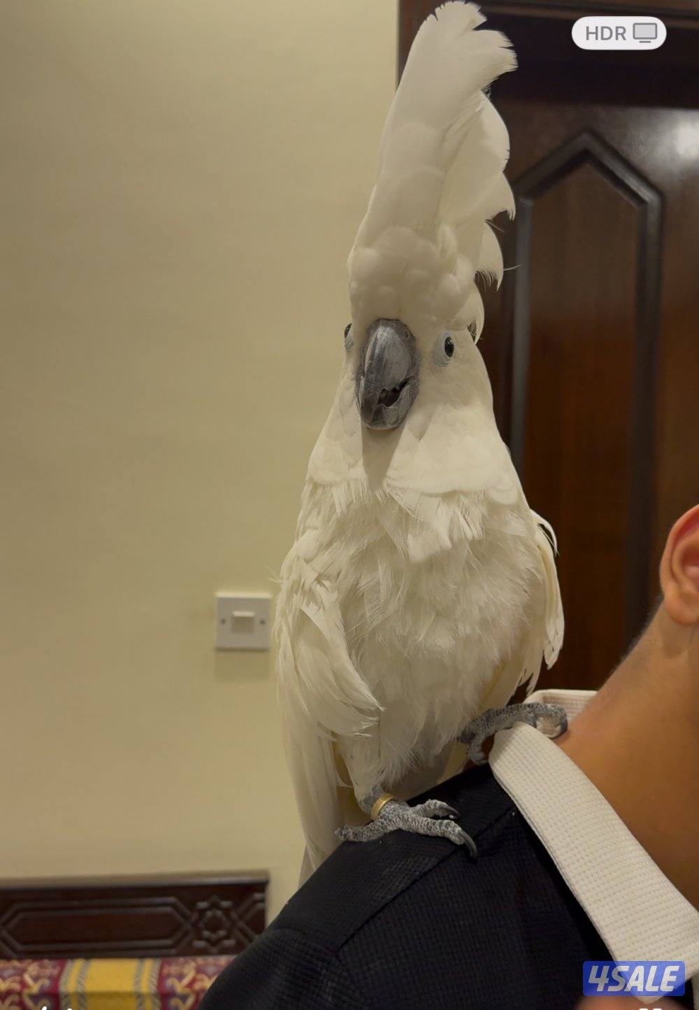 كوكاتووو امبريلا4