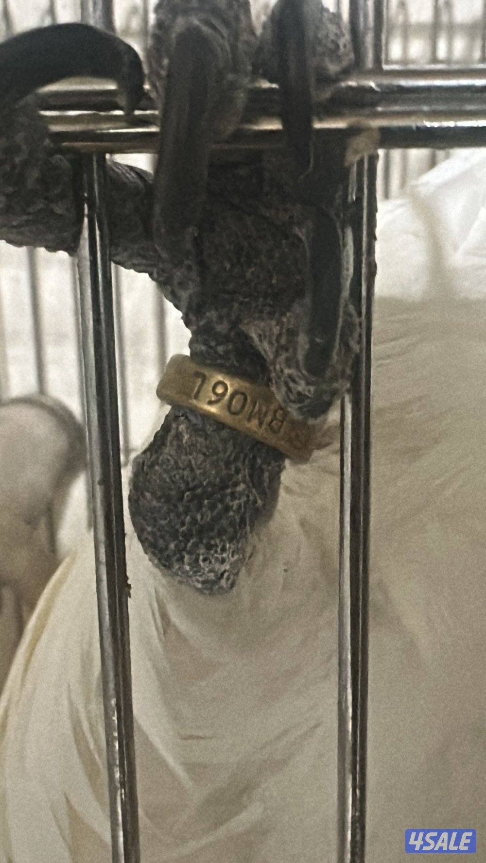 كوكاتووو امبريلا5