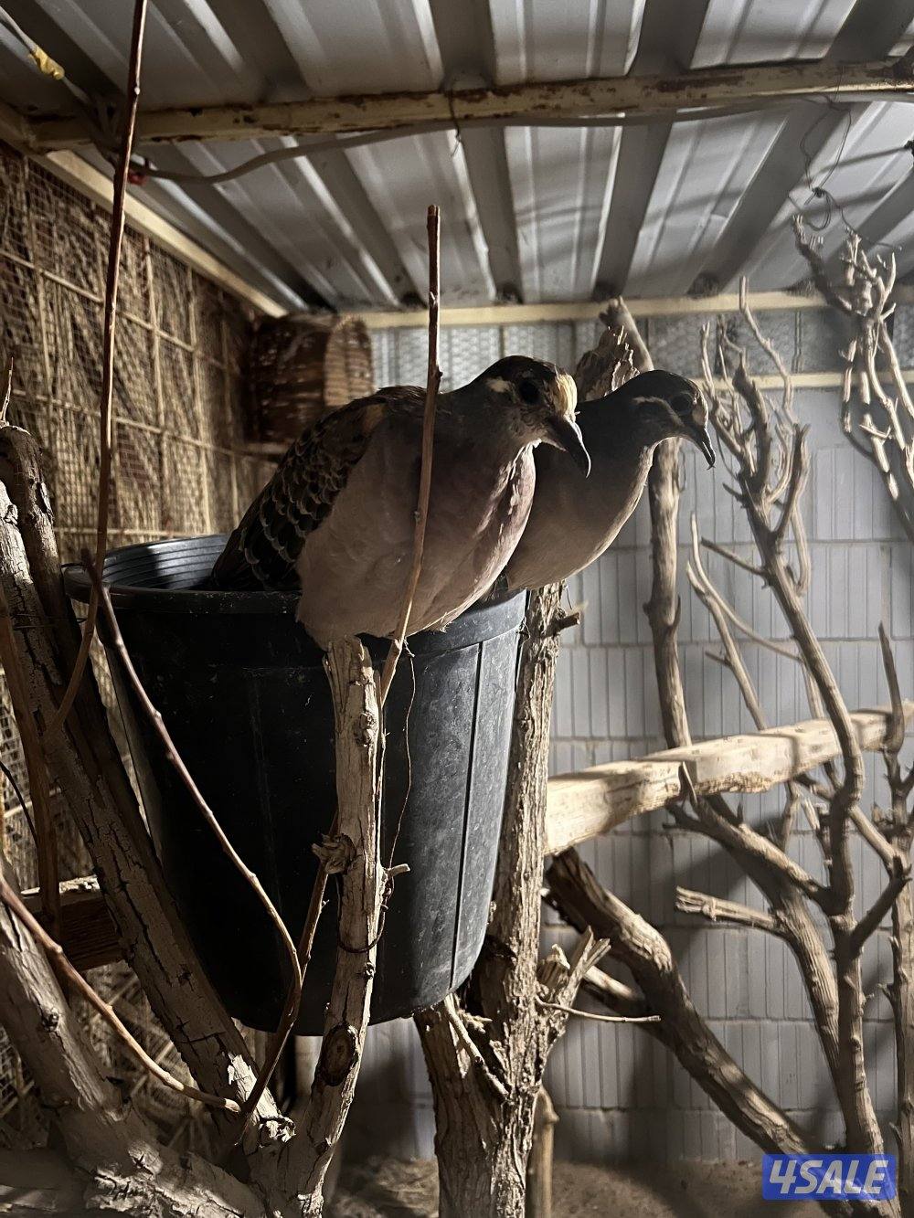 للبيع زوج برونز منتج وصغار0