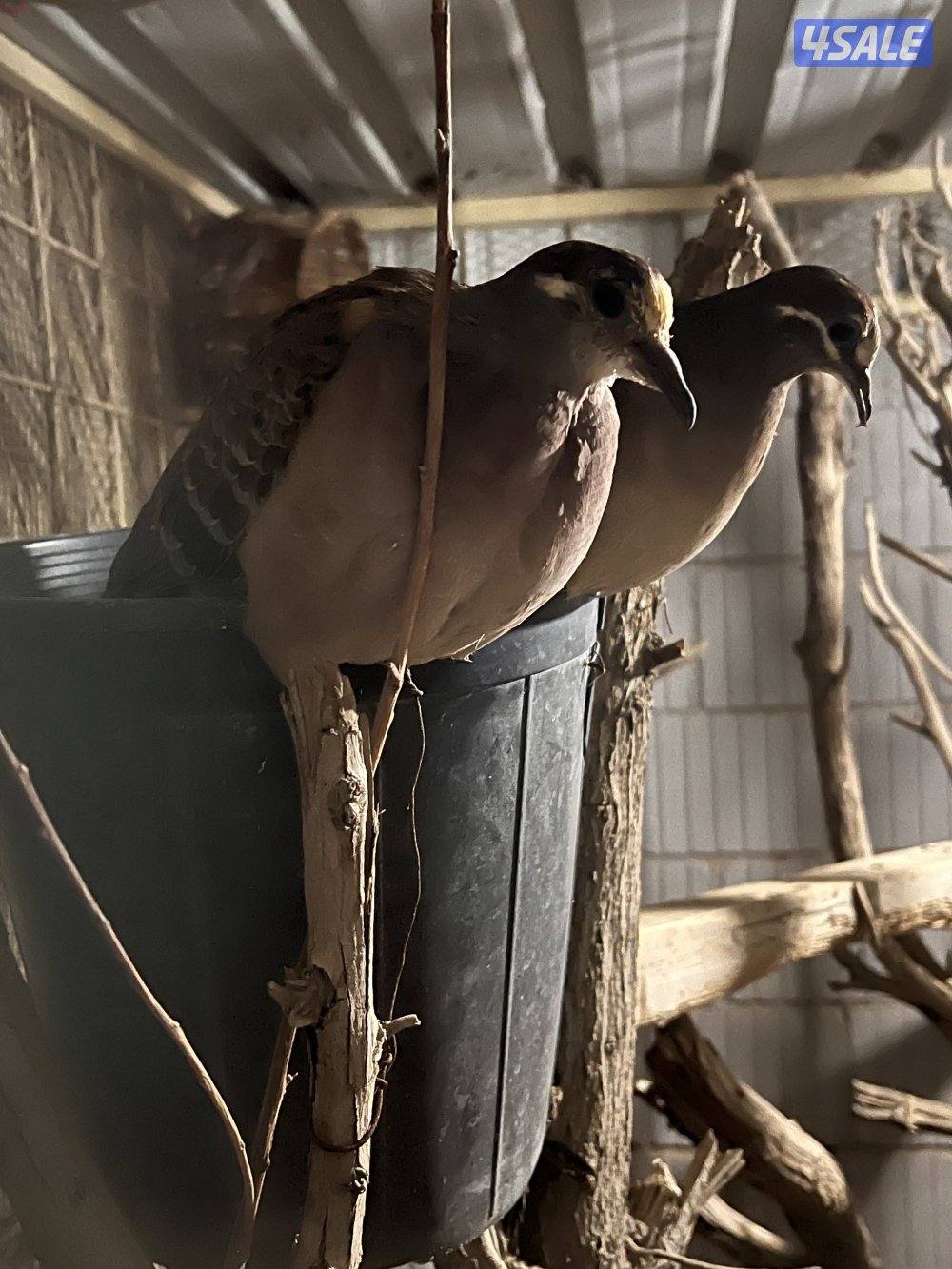 للبيع زوج برونز منتج وصغار1