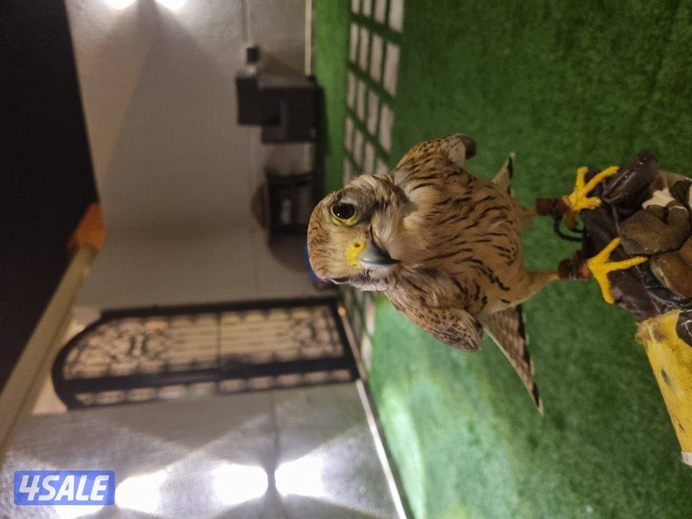 طير شريا س بسعر ١٥ مع التوصيل مع اغراضه0