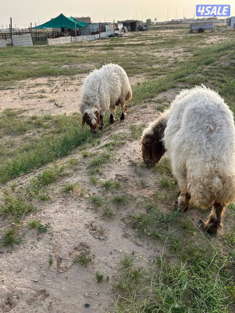 غنم العدد ٤1