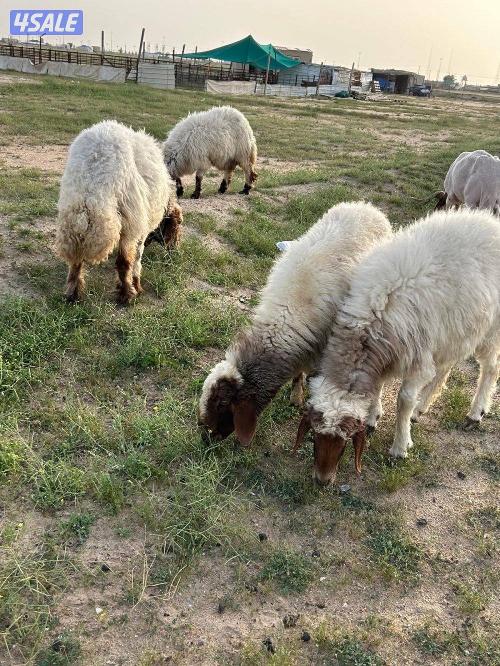 غنم العدد ٤0