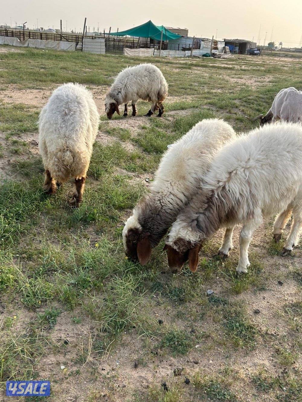 غنم العدد ٤2