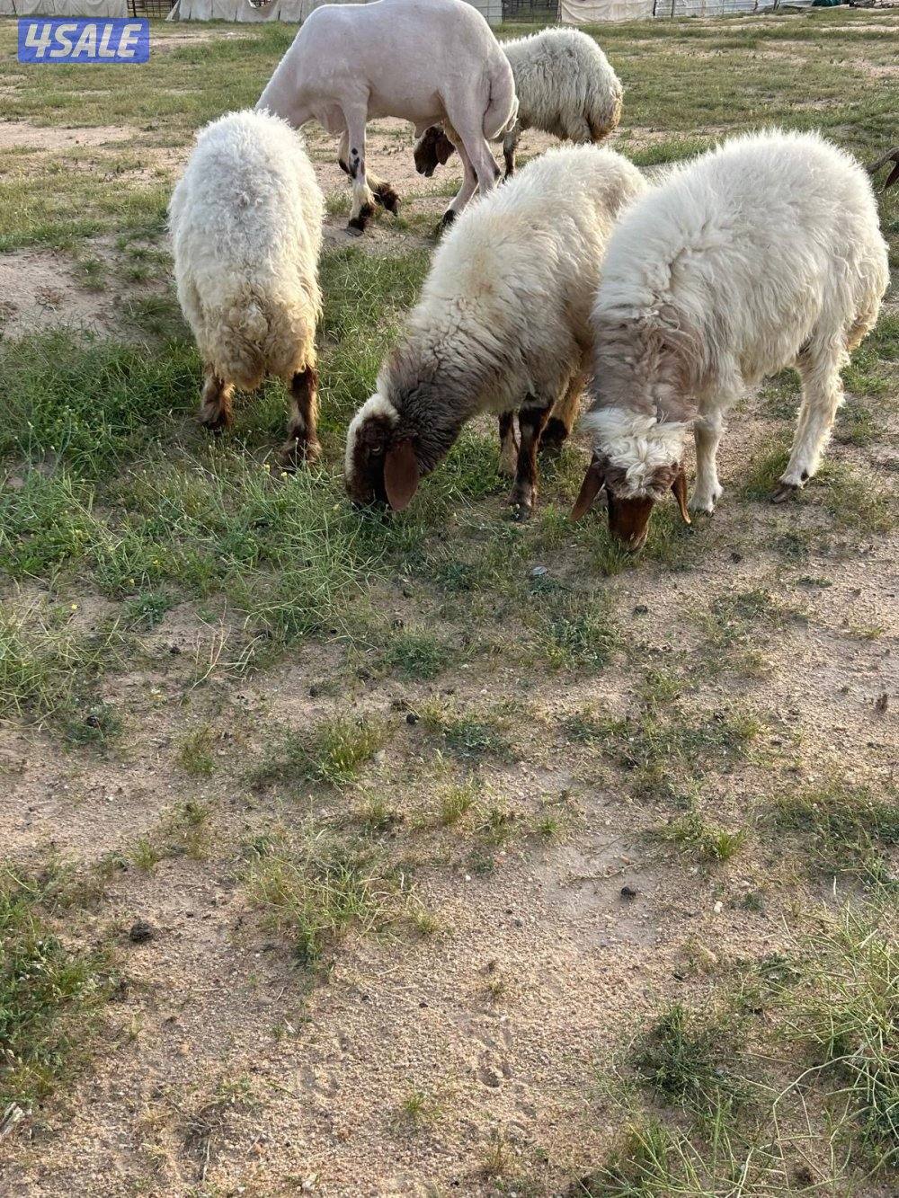 غنم العدد ٤3