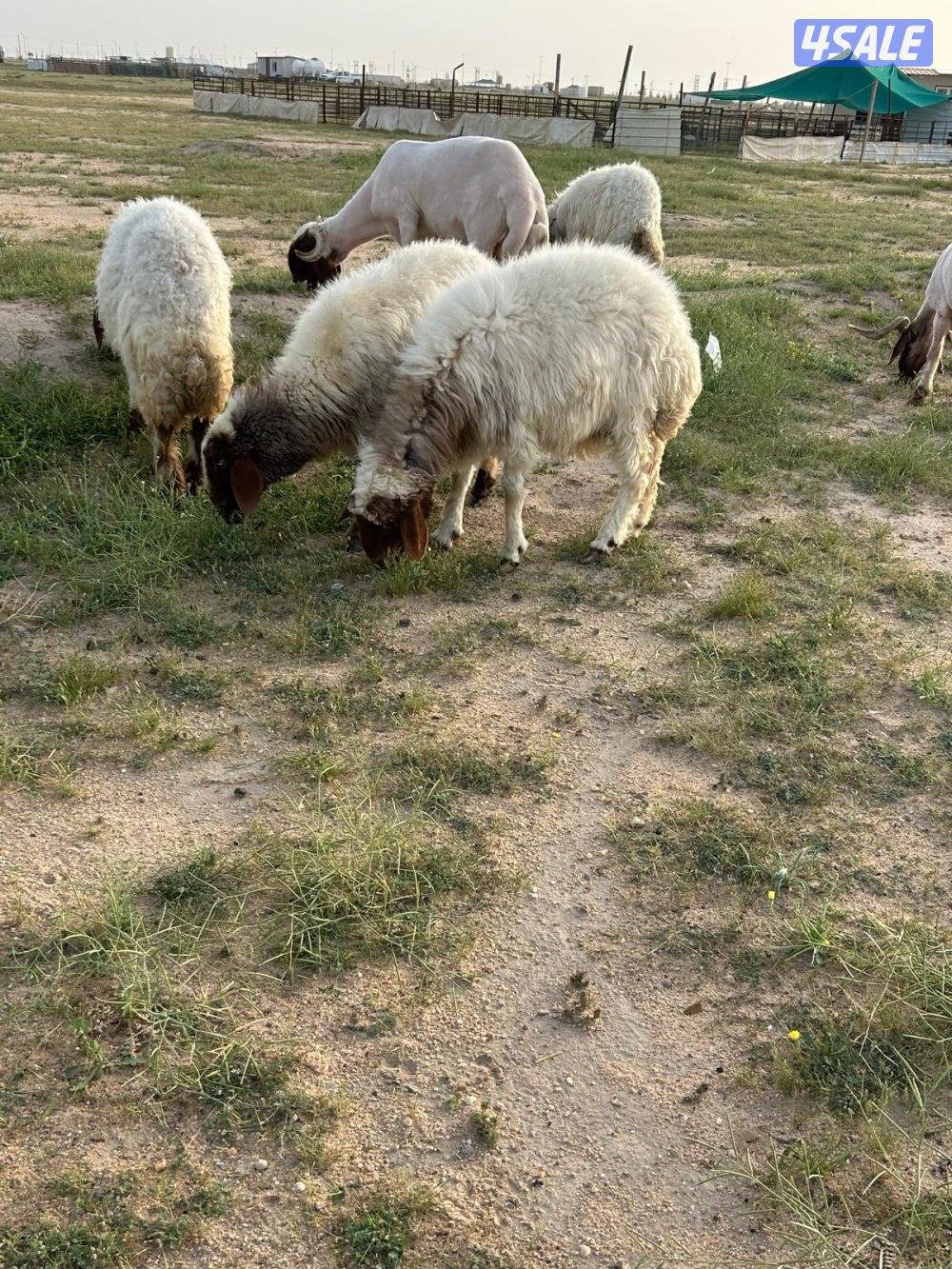 غنم العدد ٤4