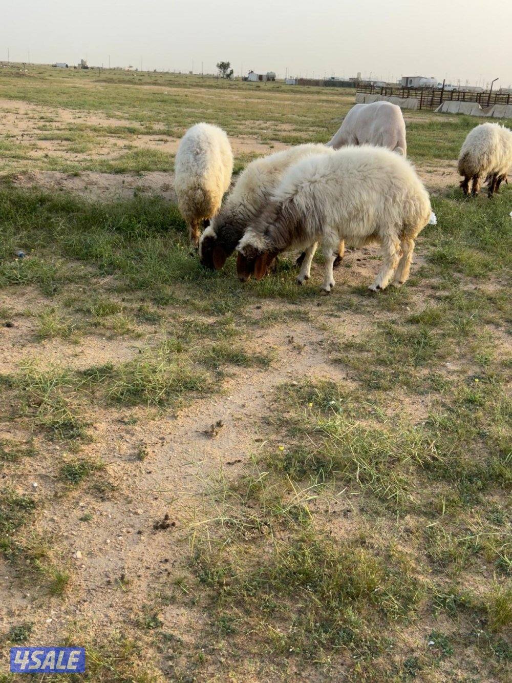 غنم العدد ٤6