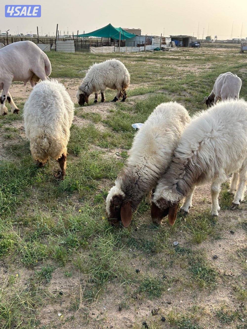 غنم العدد ٤5