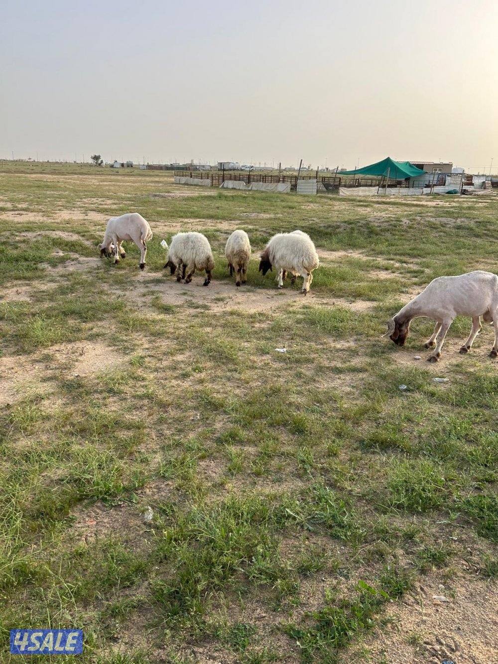 غنم العدد ٤7