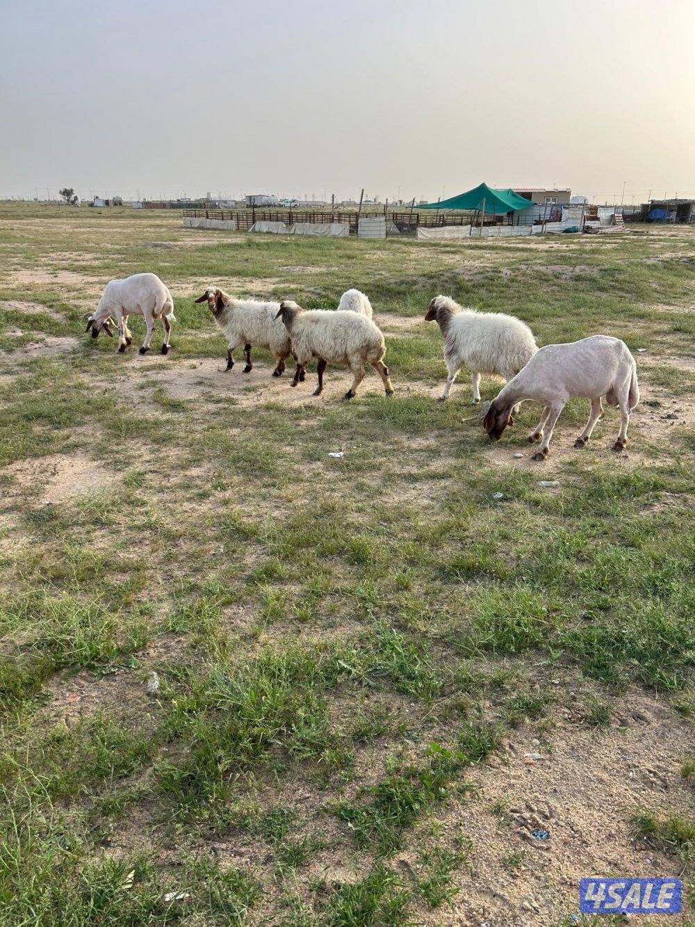 غنم العدد ٤8