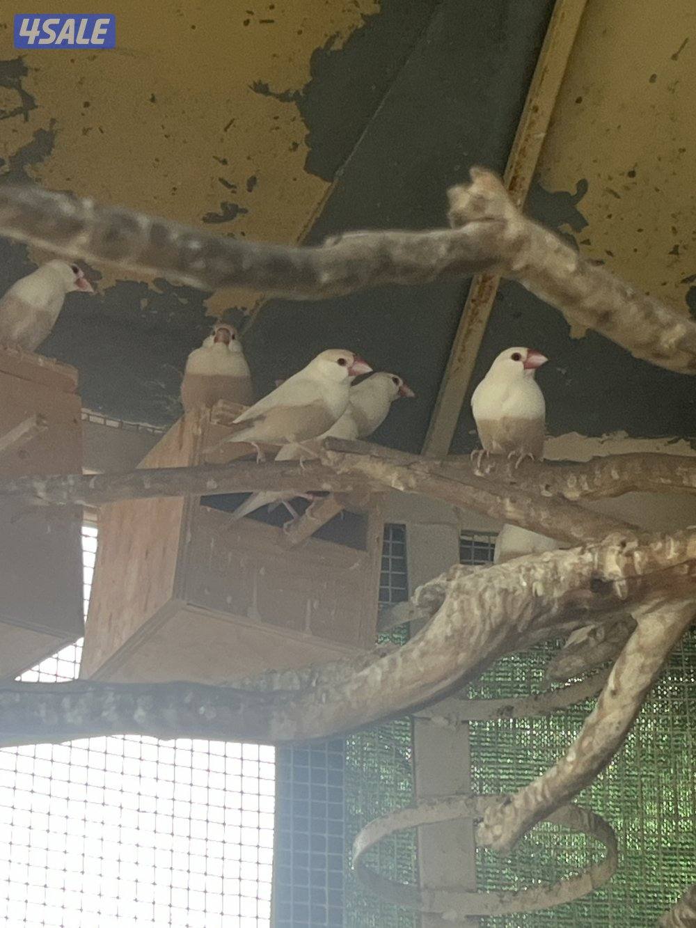 جواخير الهجن0