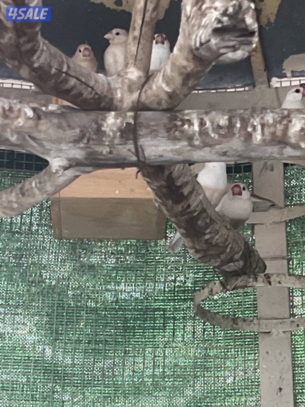 جواخير الهجن1