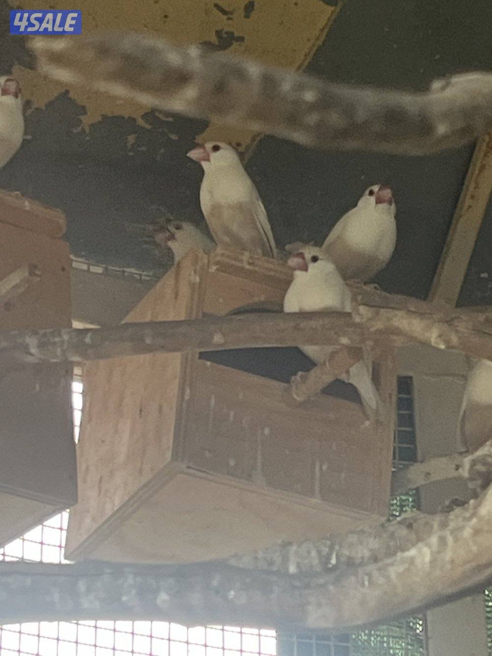 جواخير الهجن2