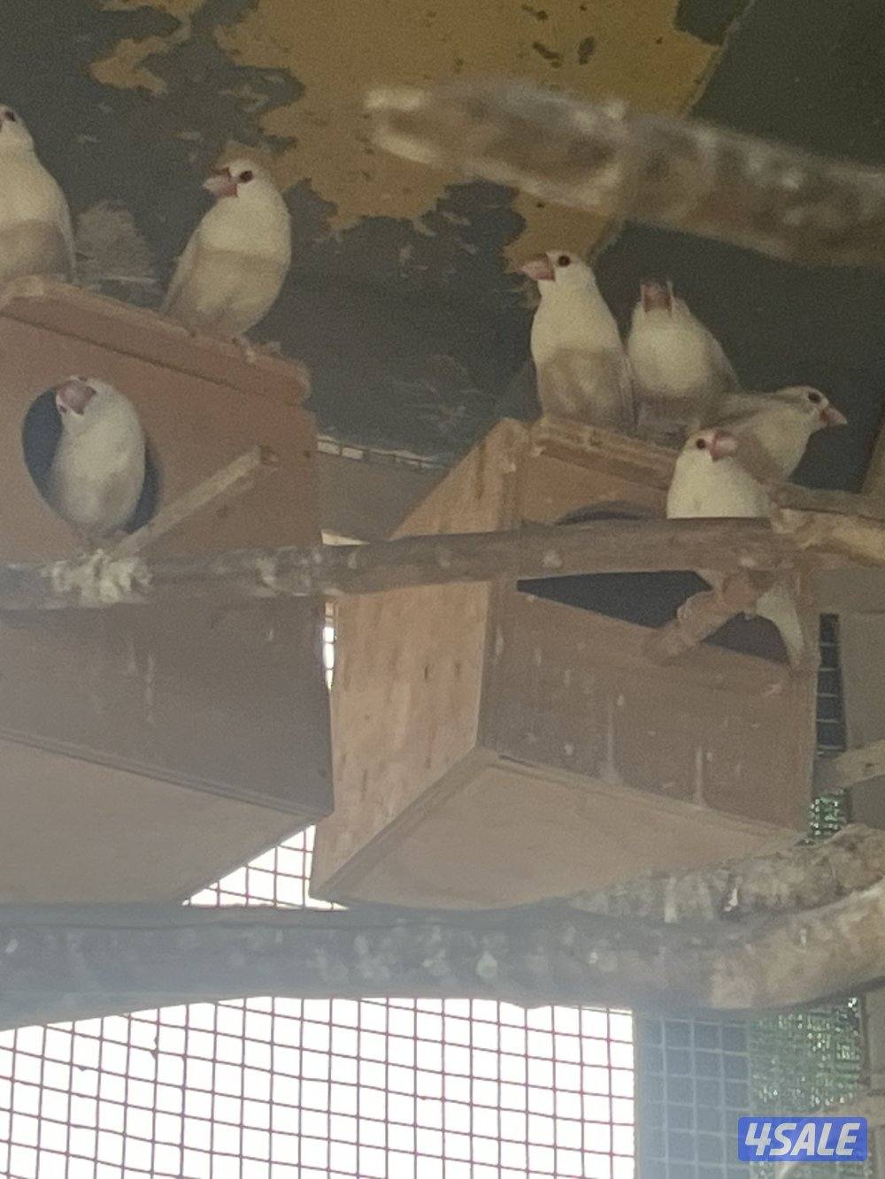 جواخير الهجن3