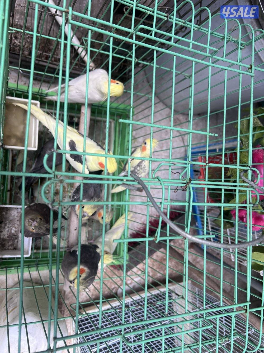 للبيع طيور محميه كلهم منتجين يوز الزيبر ٤ دنانير يوز الكروان ٤٠دينار11