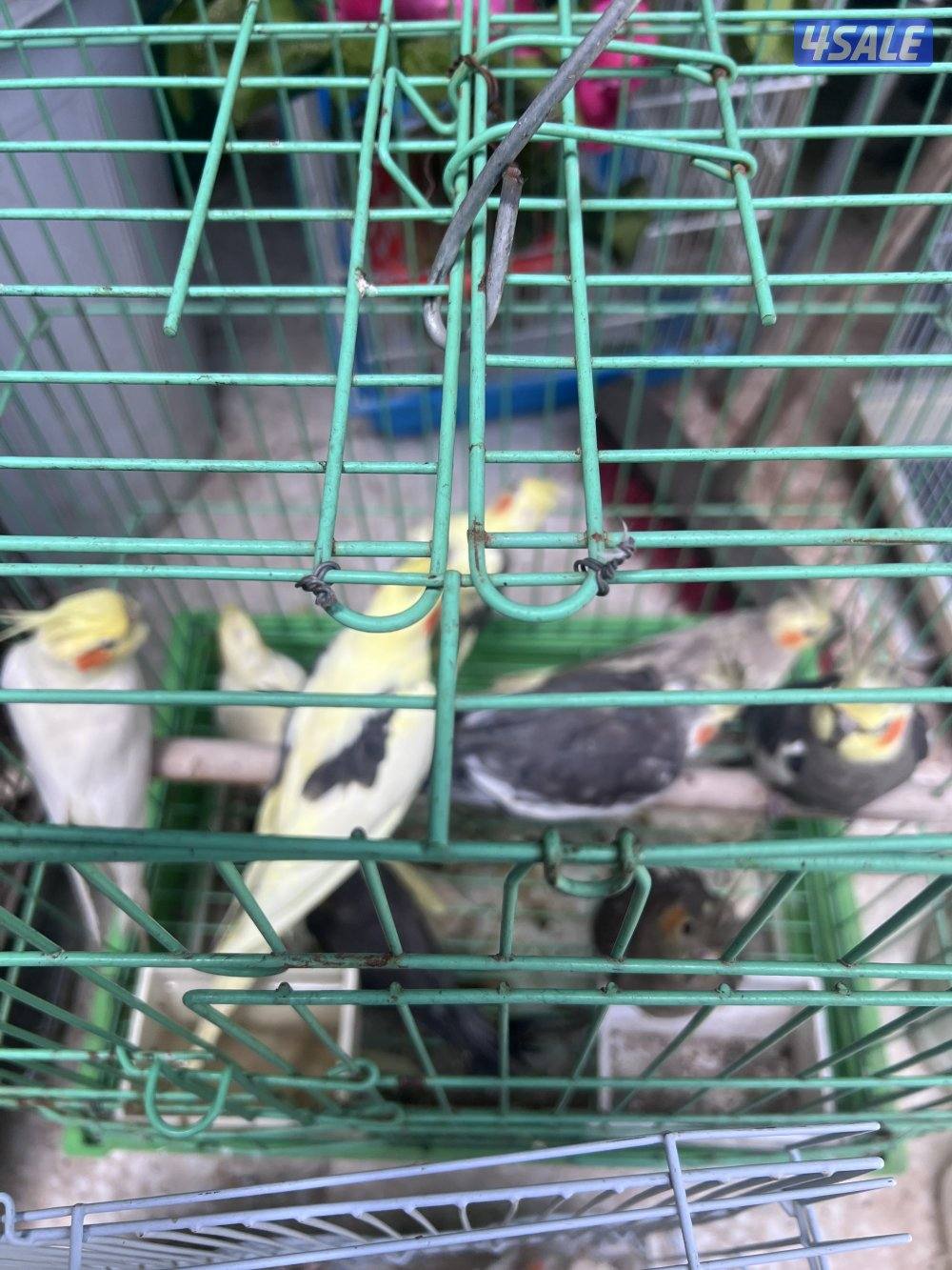 للبيع طيور محميه كلهم منتجين يوز الزيبر ٤ دنانير يوز الكروان ٤٠دينار12