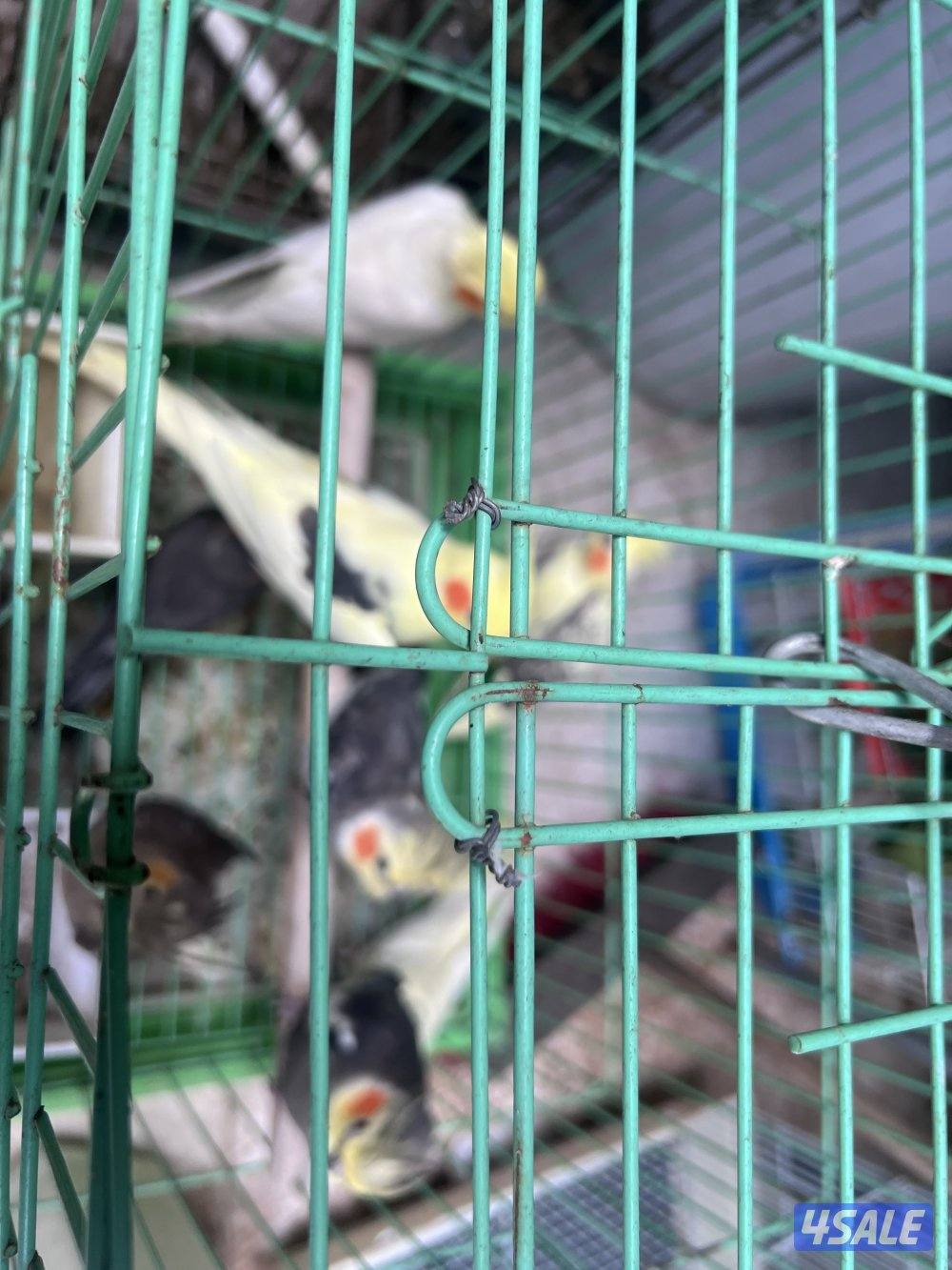 للبيع طيور محميه كلهم منتجين يوز الزيبر ٤ دنانير يوز الكروان ٤٠دينار13