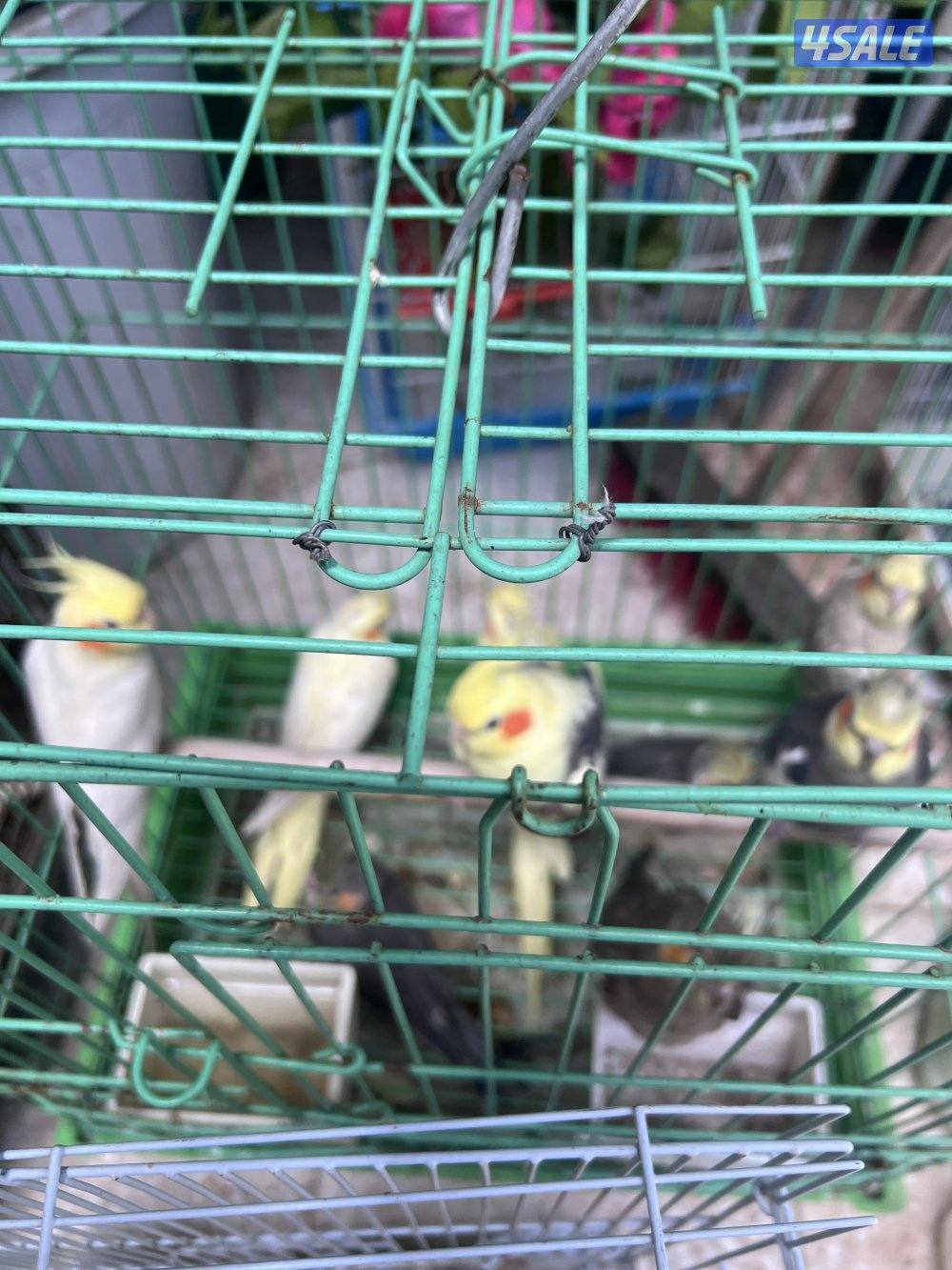 للبيع طيور محميه كلهم منتجين يوز الزيبر ٤ دنانير يوز الكروان ٤٠دينار14