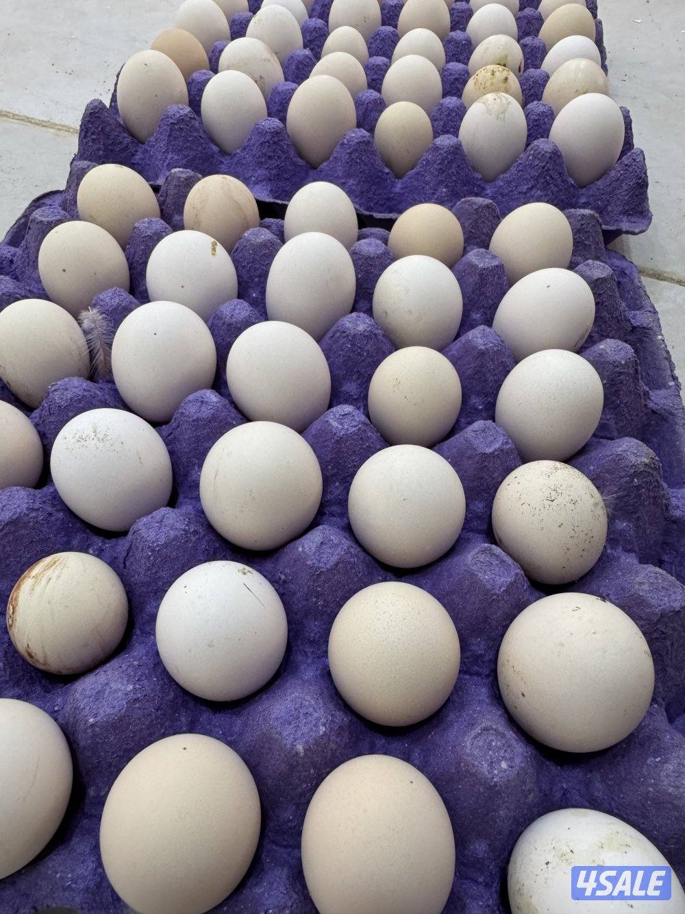 للبيع فروخ عربي قديم افرق0