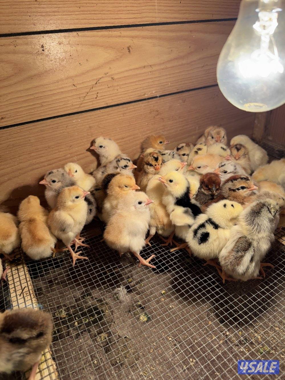 للبيع فروخ عربي قديم افرق1