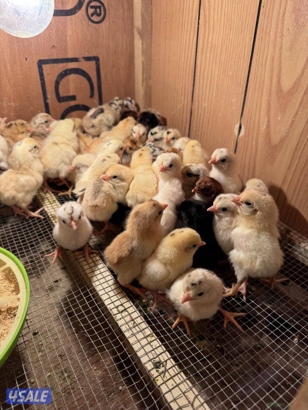 للبيع فروخ عربي قديم افرق2